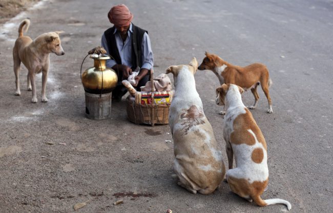 Indian stray dogs with man feeding them