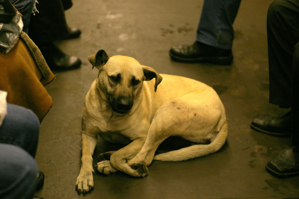 Street Dog Riding the Subway